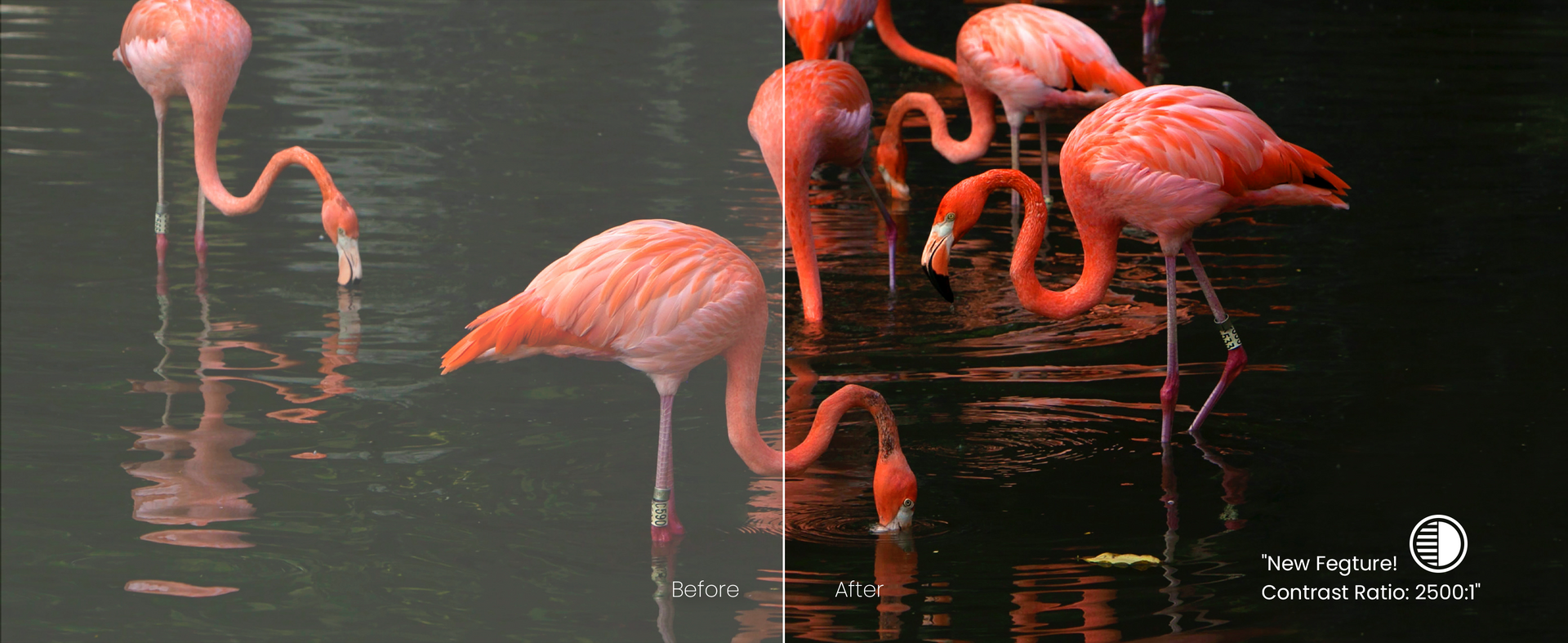 AWOL Vision 4K projector's new laser dimming technology delivers enhanced black levels and contrast, demonstrated with before and after flamingo images.