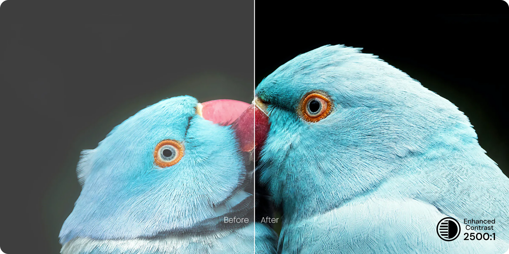 A split-screen comparison demonstrating enhanced contrast on a blue parrot, with the "After" image showing significantly deeper blacks and more vibrant colors.