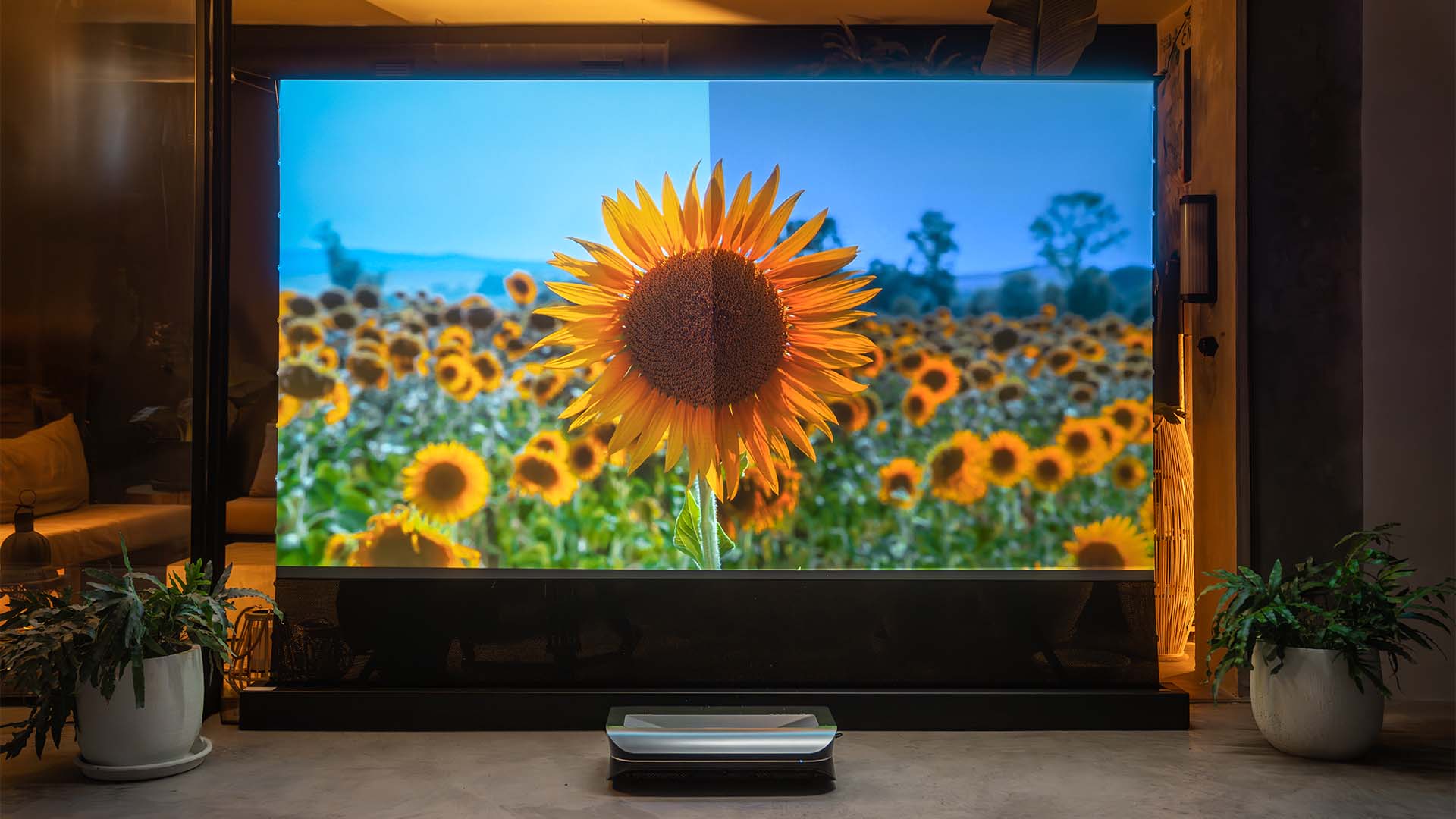 A split-screen image on a projector screen showing a field of sunflowers, demonstrating how to make a projector brighter. The left side is vibrant and bright, while the right side is dimmer and washed out.