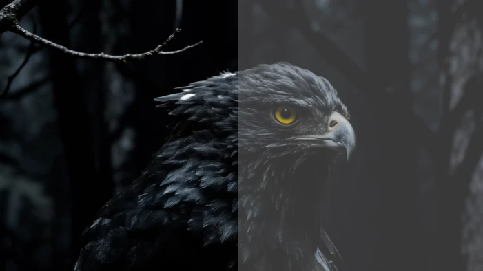 A split-screen comparison showing a black eagle with deep, high-contrast black levels on the left versus a washed-out, low-contrast grey image on the right, demonstrating projector image quality.